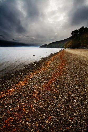 Loch Lomond Leaves